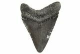 Fossil Megalodon Tooth - South Carolina #340594-1